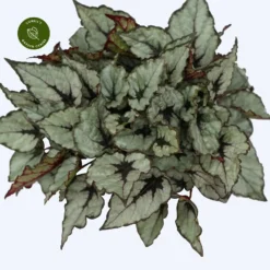 Begonia Magic Colours 'Rain Dance'