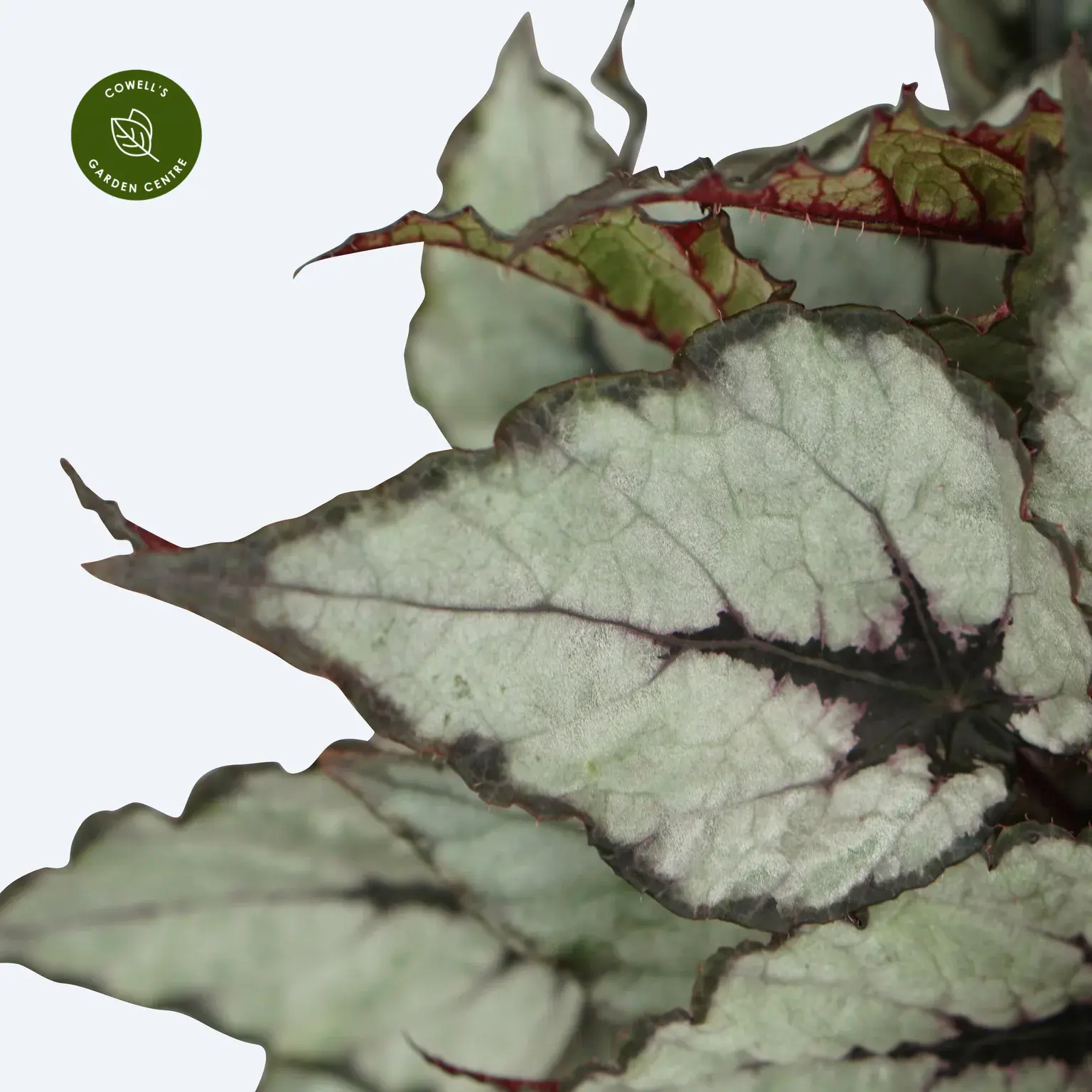 Begonia Magic Colours 'Rain Dance' 4 Begonia Magic Colours 'Rain Dance' - Image 2