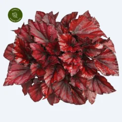 Begonia Magic Colours 'Red Bull'