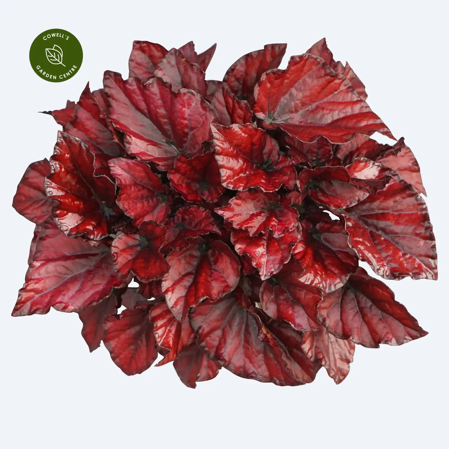 Begonia Magic Colours 'Red Bull' 3 Begonia Magic Colours 'Red Bull'