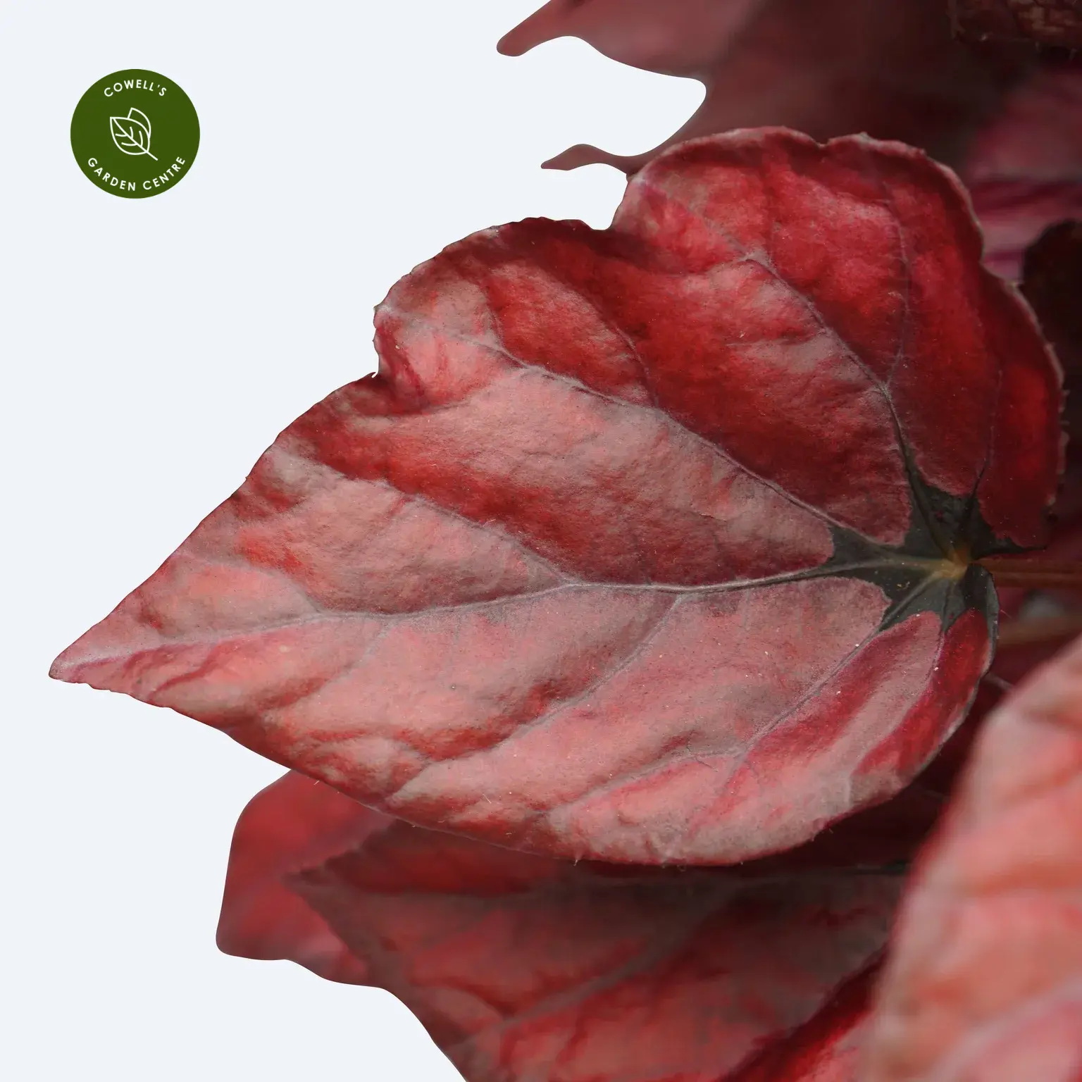 Begonia Magic Colours 'Red Bull' 4 Begonia Magic Colours 'Red Bull' - Image 2