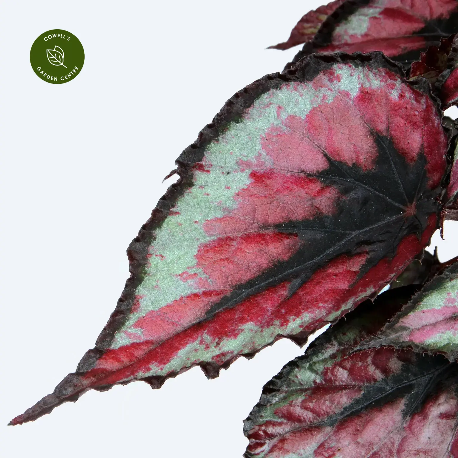 Begonia Magic Colours 'Red Tango' 4 Begonia Magic Colours 'Red Tango' - Image 2