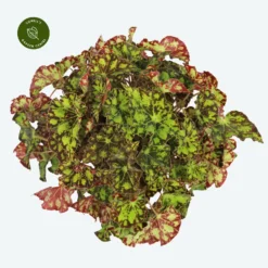 Begonia Magic Colours 'Rondeau'