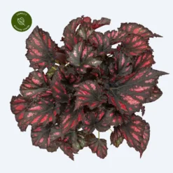 Begonia Magic Colours 'Rumba'