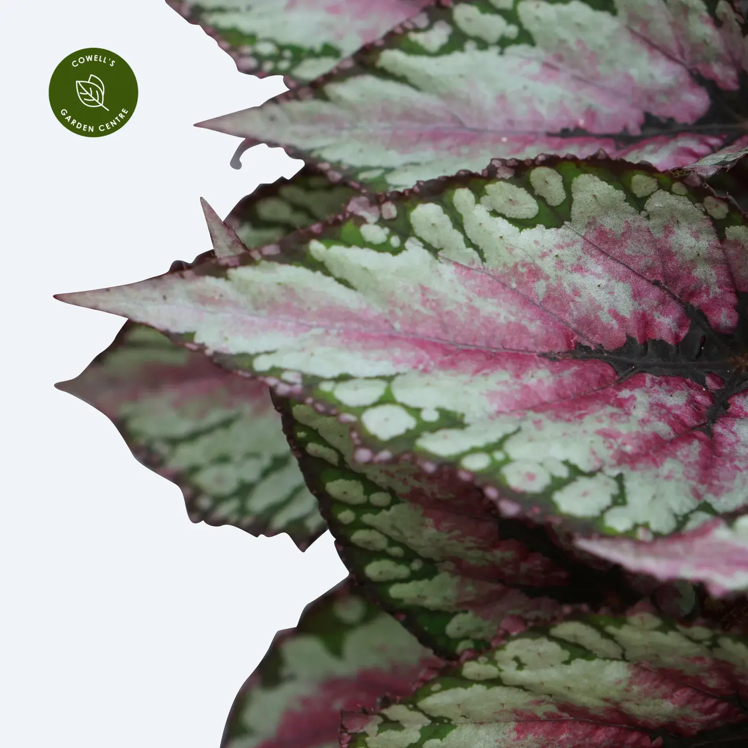 Begonia Magic Colours 'Salsa' 4 Begonia Magic Colours 'Salsa' - Image 2