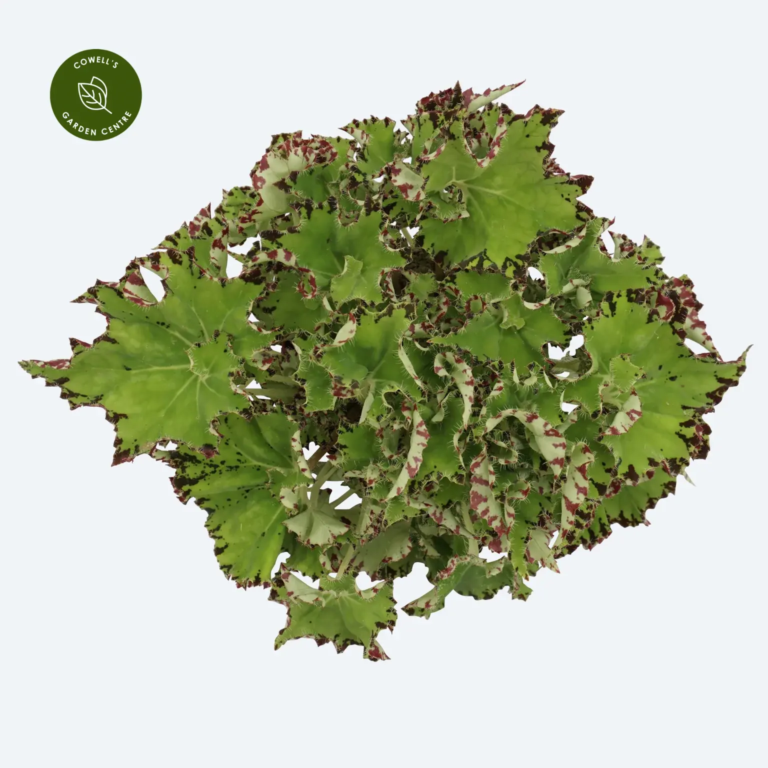 Begonia Magic Colours 'Samba' 3 Begonia Magic Colours 'Samba'