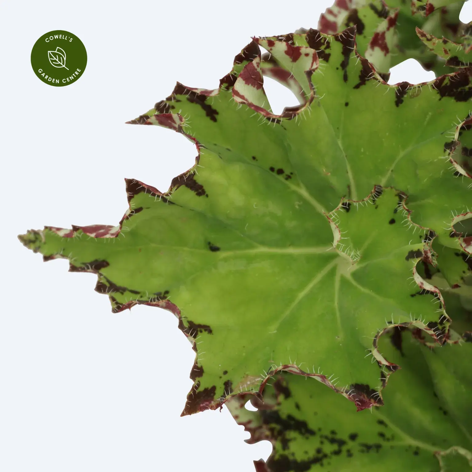 Begonia Magic Colours 'Samba' 4 Begonia Magic Colours 'Samba' - Image 2