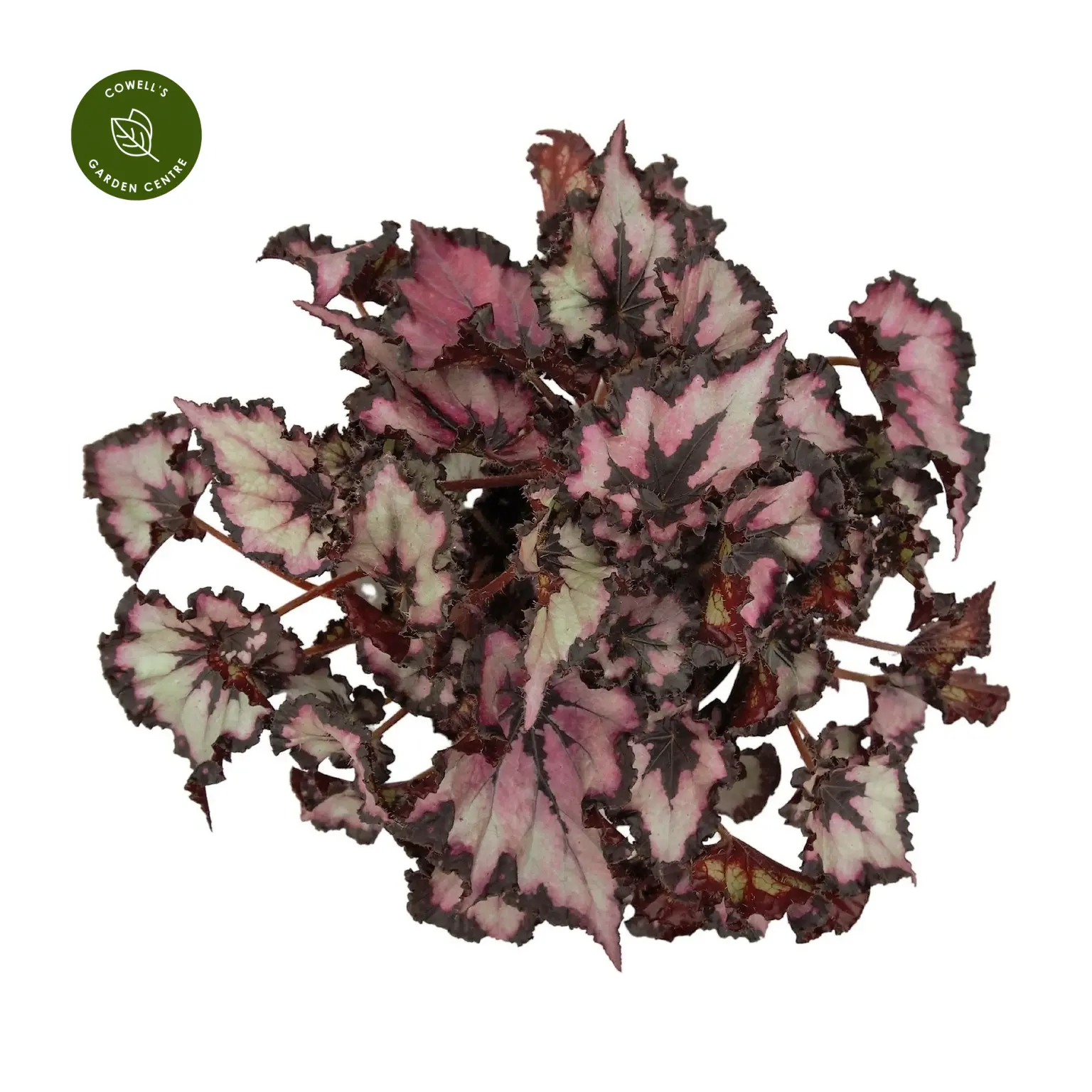 Begonia Magic Colours 'Sardanna' 3 Begonia Magic Colours 'Sardanna'