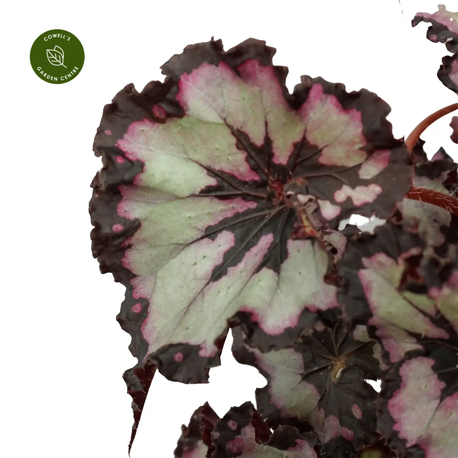 Begonia Magic Colours 'Sardanna' 4 Begonia Magic Colours 'Sardanna' - Image 2