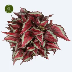 Begonia Magic Colours 'Spitfire'