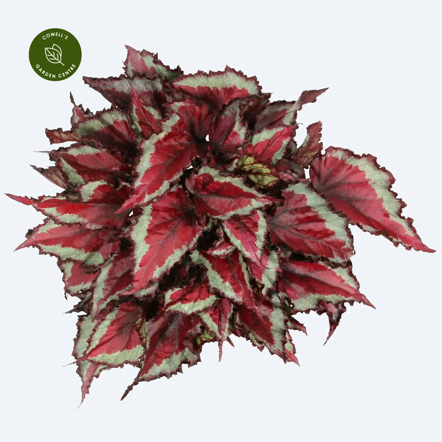 Begonia Magic Colours 'Spitfire' 3 Begonia Magic Colours 'Spitfire'