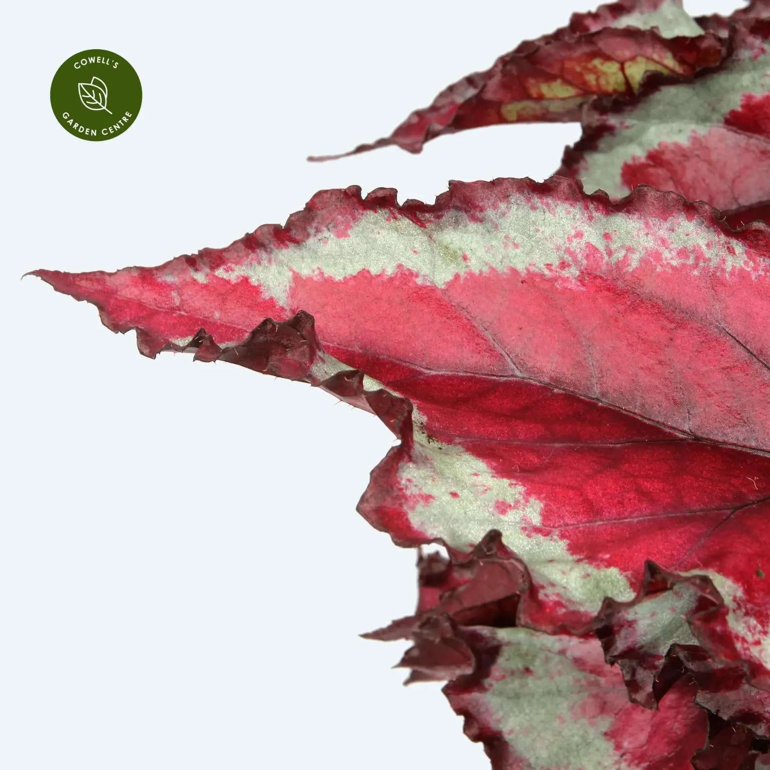 Begonia Magic Colours 'Spitfire' 4 Begonia Magic Colours 'Spitfire' - Image 2