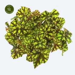 Begonia Magic Colours 'Zumba'