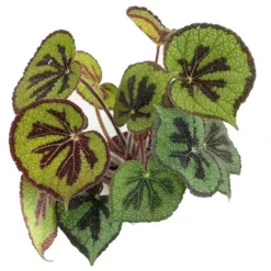 Begonia Masoniana 'Lonely Rock' 6 Begonia Masoniana 'Lonely Rock' -Garden Care Supply Store begonia masoniana lonely rock 1583420410 1248x1248 61f2862ac906a l