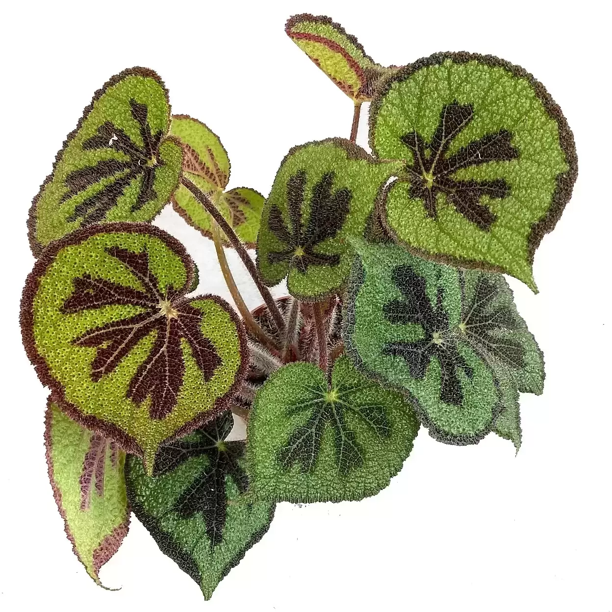 Begonia Masoniana 'Lonely Rock' 4 Begonia Masoniana 'Lonely Rock' - Image 2