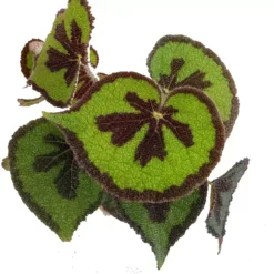 Begonia Masoniana 'Mountain' 15cm 8 Begonia Masoniana 'Mountain' 15cm -Garden Care Supply Store begonia masoniana mountain 1634216302 1512x1512 61f2863d58d16 l