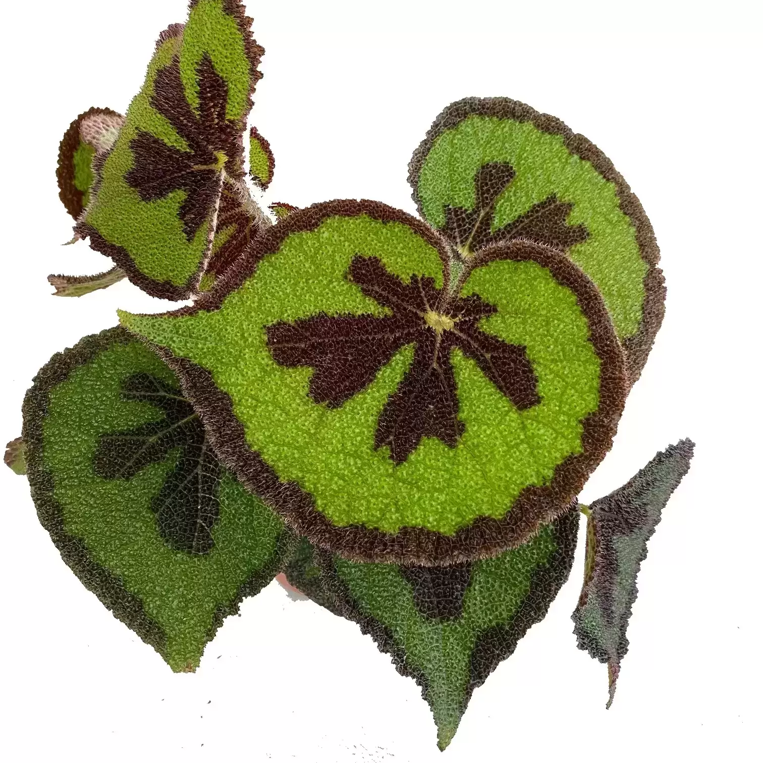 Begonia Masoniana 'Mountain' 15cm 4 Begonia Masoniana 'Mountain' 15cm - Image 2