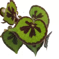 Begonia Masoniana 'Mountain' 15cm 9 Begonia Masoniana 'Mountain' 15cm -Garden Care Supply Store begonia masoniana mountain 1634216302 1512x1512 61f28643a4861 l