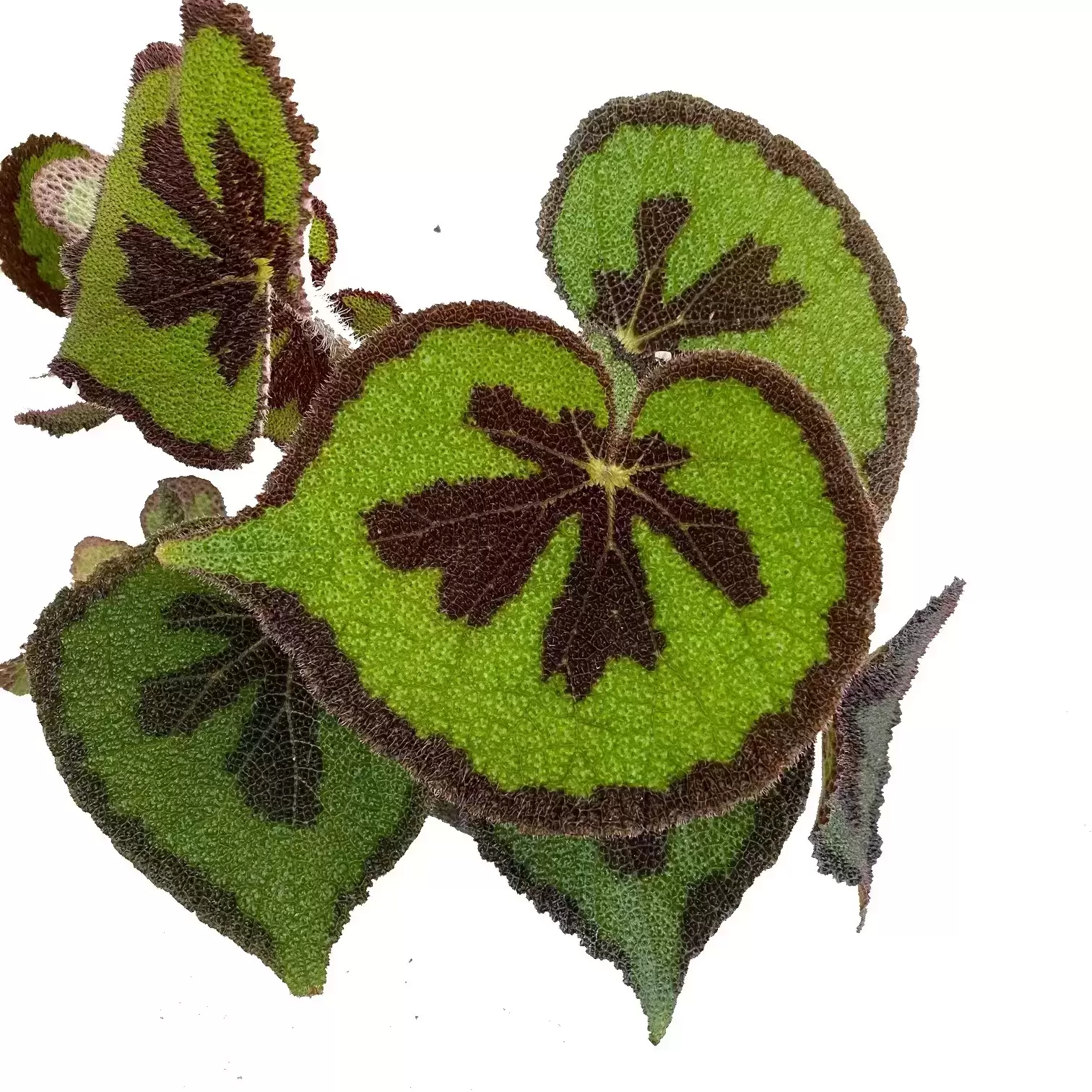 Begonia Masoniana 'Mountain' 15cm 5 Begonia Masoniana 'Mountain' 15cm - Image 3