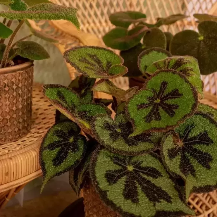 Begonia Masoniana 'Mountain' 15cm 6 Begonia Masoniana 'Mountain' 15cm - Image 4