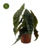 Begonia 'Mega Dot' 2 Begonia 'Mega Dot' -Garden Care Supply Store begonia mega dot 744x744 63eba498a45fd l