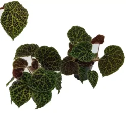 Begonia Melanobullata -Garden Care Supply Store begonia melanobullata 1051x1000 620baefd96d8c l
