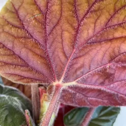 Begonia 'Oldemor' 12cm -Garden Care Supply Store begonia oldemor 1618241233 1512x1512 61f2867dbcdc3 l