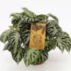 Begonia 'Silver Jewel' 1 Begonia 'Silver Jewel' -Garden Care Supply Store begonia silver jewel 800x800 61f302b1d98a7 l