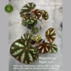 Begonia Sp. 'Ngoc Lac' -Garden Care Supply Store begonia sp ngoc lac 600x600 64469bbeb1803 l
