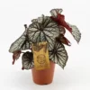 Begonia 'Spiralis' 2 Begonia 'Spiralis' -Garden Care Supply Store begonia spiralis 800x800 61f302b3af660 l