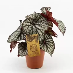 Begonia 'Spiralis'