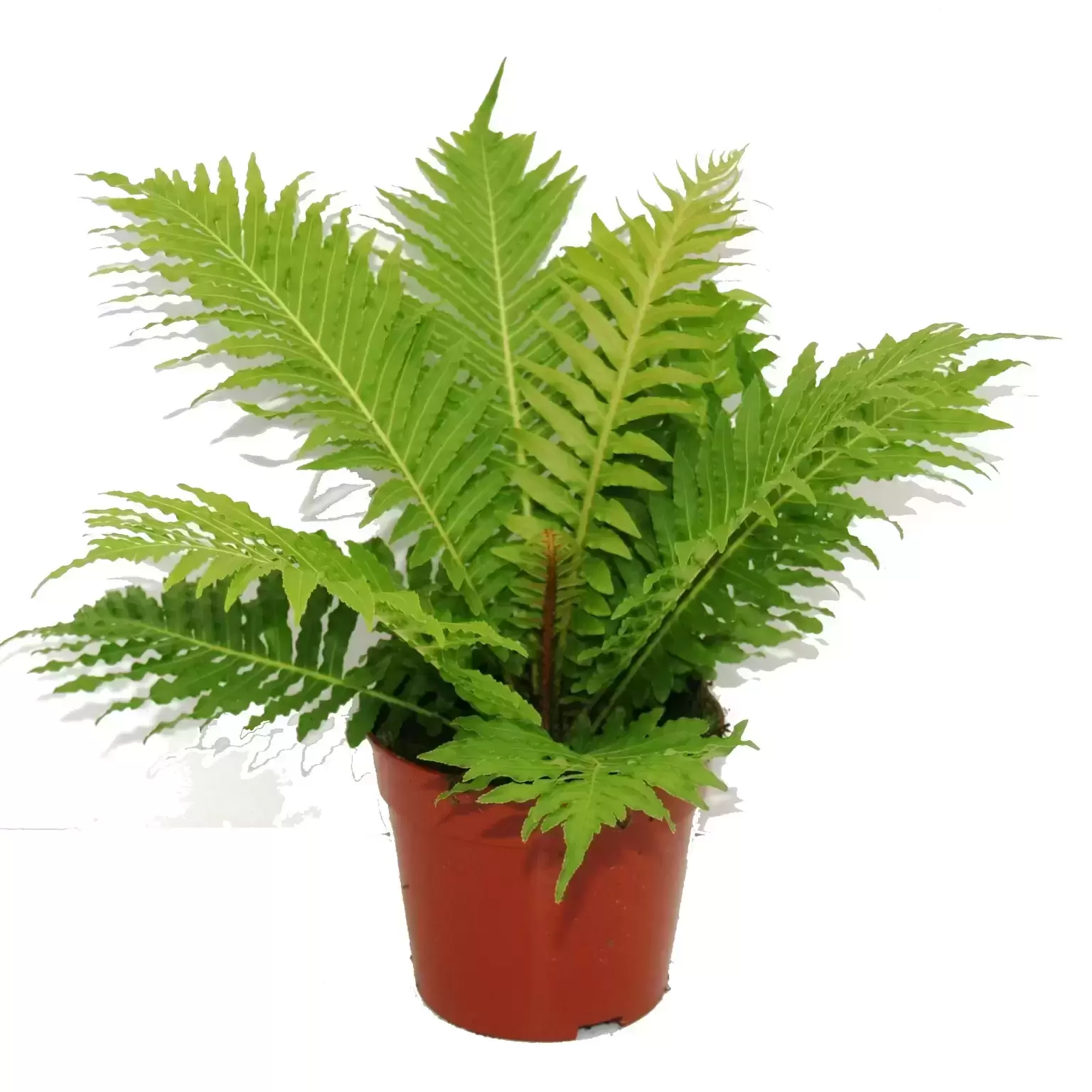 Blechnum 'Silver Lady' 12cm 4 Blechnum 'Silver Lady' 12cm - Image 2
