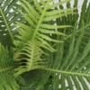 Blechnum 'Silver Lady' 12cm