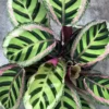 Calathea 'Angela' -Garden Care Supply Store calathea angela 898x898 61f28b37215c6 l