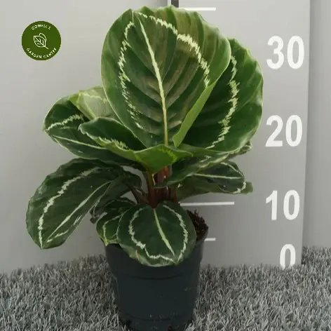 Calathea 'Apple Bee' 3 Calathea 'Apple Bee'