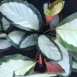 Calathea Picturata 'Argentea' 12cm