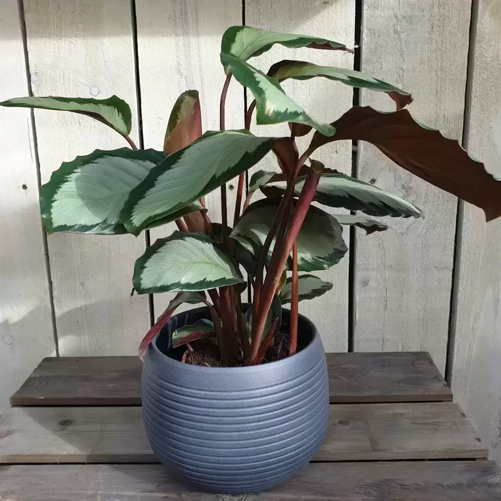 Calathea Picturata 'Argentea' 12cm 5 Calathea Picturata 'Argentea' 12cm - Image 3