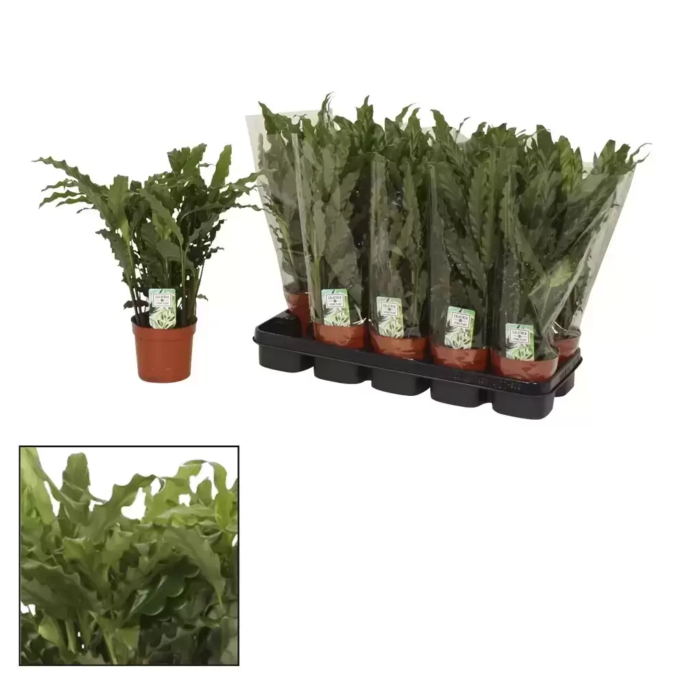 Calathea Rufibarba 'Blue Grass' 12cm 4 Calathea Rufibarba 'Blue Grass' 12cm - Image 2