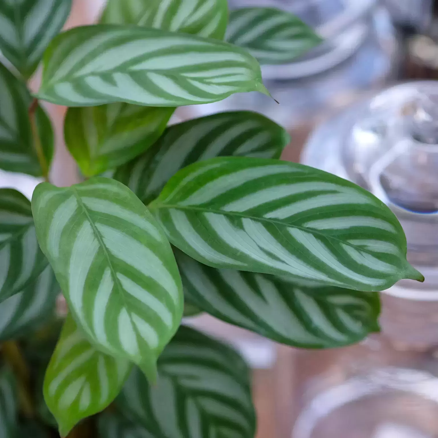 Calathea 'Compact Star' 12cm 3 Calathea 'Compact Star' 12cm