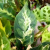 Calathea 'Confusion' -Garden Care Supply Store calathea confusion 3024x3024 62f523396e705 l