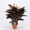Calathea Crocata -Garden Care Supply Store calathea crocata 1000x1000 61f2cf3683604 l