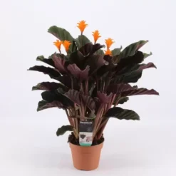 Calathea Crocata
