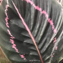 Calathea 'Dottie' 12cm