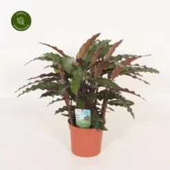 Calathea 'Elgergrass'