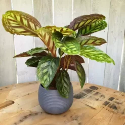 Calathea 'Flamestar' 14cm 9 Calathea 'Flamestar' 14cm -Garden Care Supply Store calathea flamestar 1578345949 1000x1000 61f26ad91e264 l