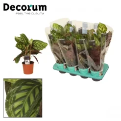 Calathea 'Flamestar' 14cm 8 Calathea 'Flamestar' 14cm -Garden Care Supply Store calathea flamestar 1578345949 1536x1536 61f26a5d38331 l