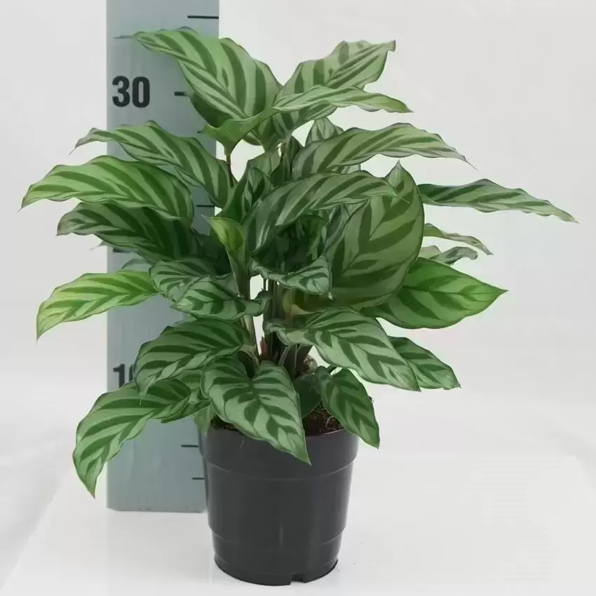 Calathea 'Freddie' 14cm 3 Calathea 'Freddie' 14cm