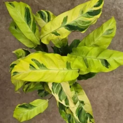 Calathea 'Fusion Yellow'