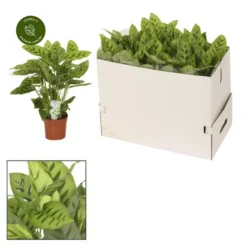 Calathea Leopardina 17cm