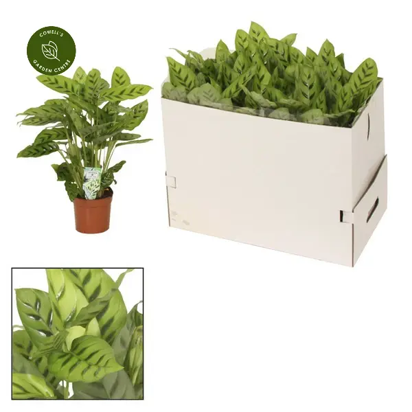 Calathea Leopardina 17cm 3 Calathea Leopardina 17cm